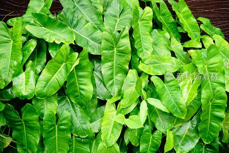 Syngonium podophyllum叶子